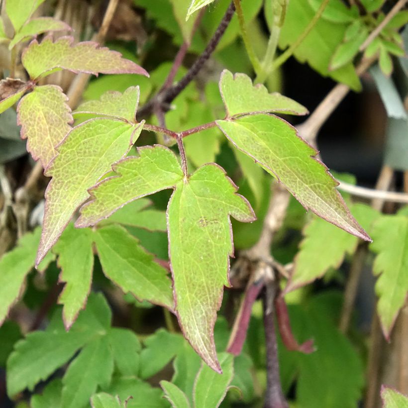 Clematis Eximia - Clematide (Fogliame)