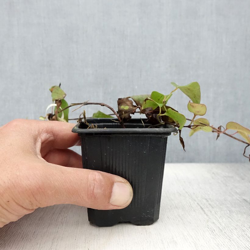 Esemplare di Clematis Général Sikorski - Clematide Vasetto da 8/9 cm consegnato in estate