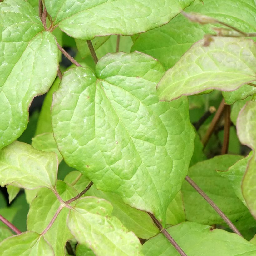 Clematis Gipsy Queen - Clematide (Fogliame)