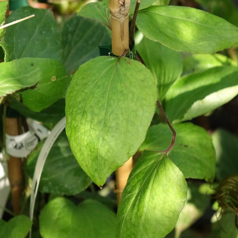 Clematis H. F. Young - Clematide (Fogliame)