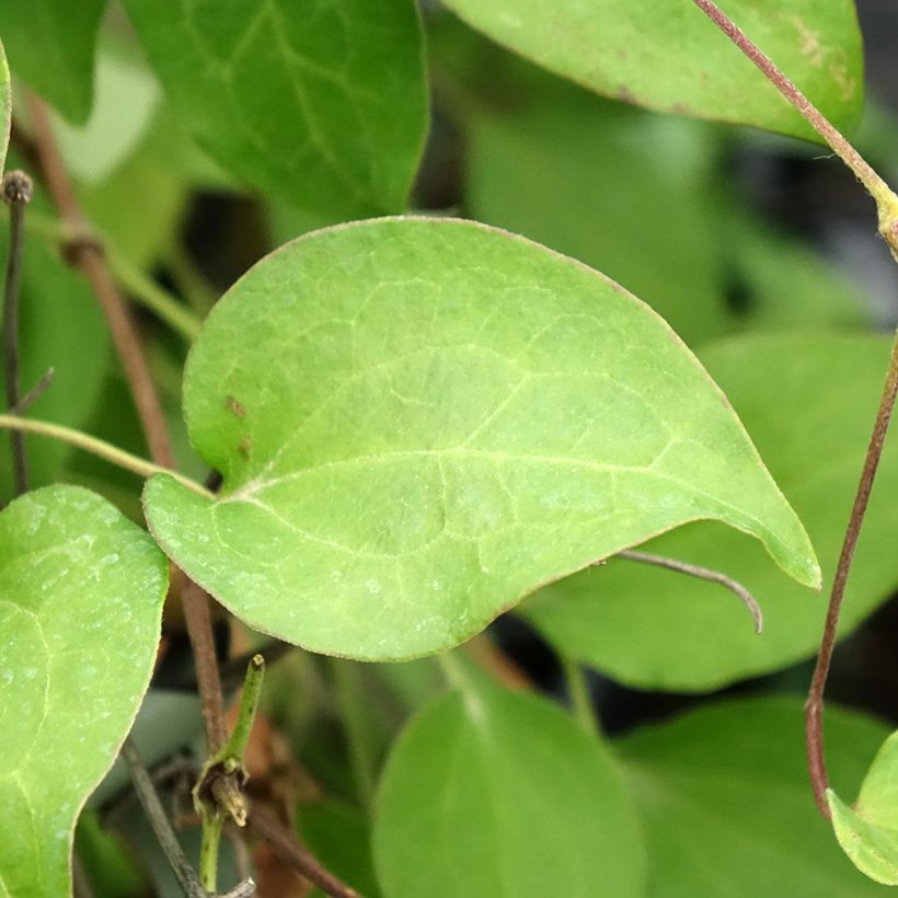 Clematis Hania - Clematide (Fogliame)
