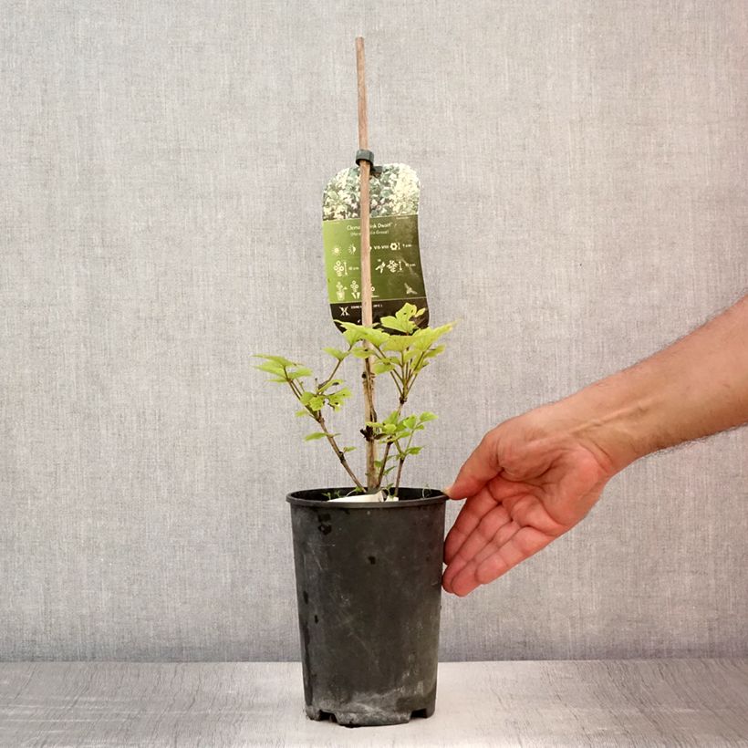 Esemplare di Clematis heracleifolia Pink Dwarf - Clematide Vaso da 2L/3L consegnato in estate