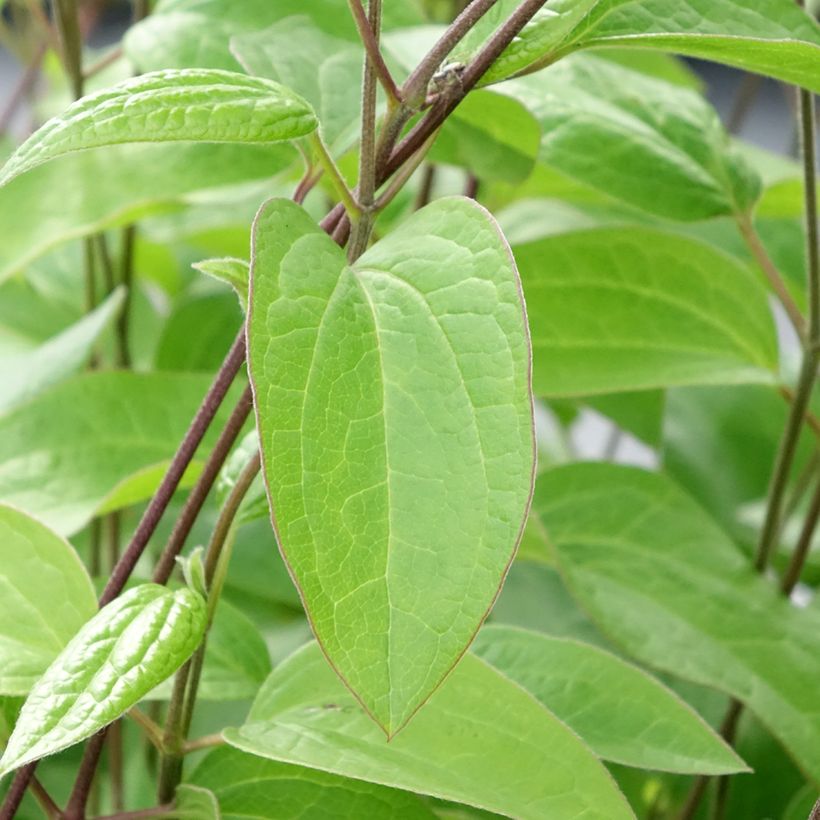 Clematis integrifolia Durandii - Clematide (Fogliame)