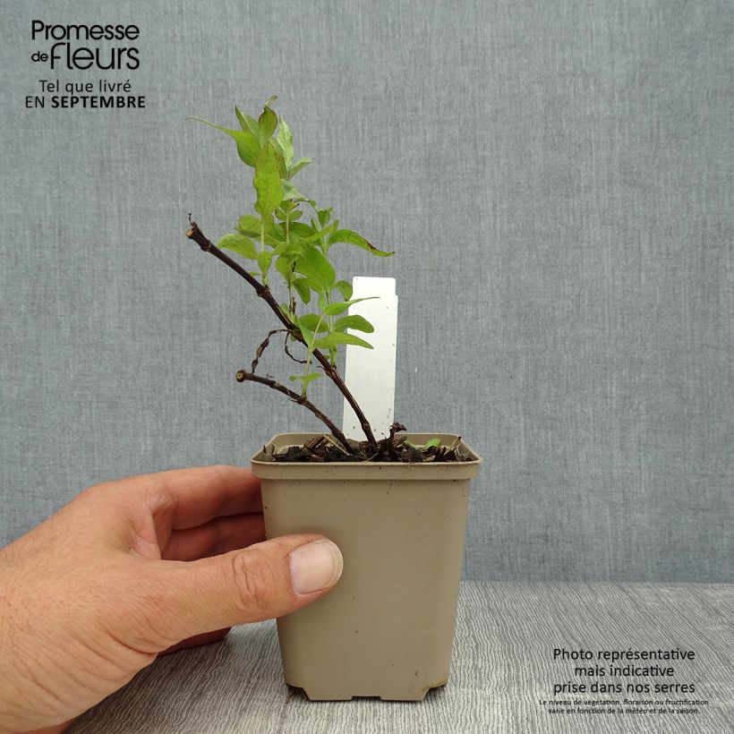 Esemplare di Clematis integrifolia - Clematide Vasetto da 8/9 cm come consegnato in autunno