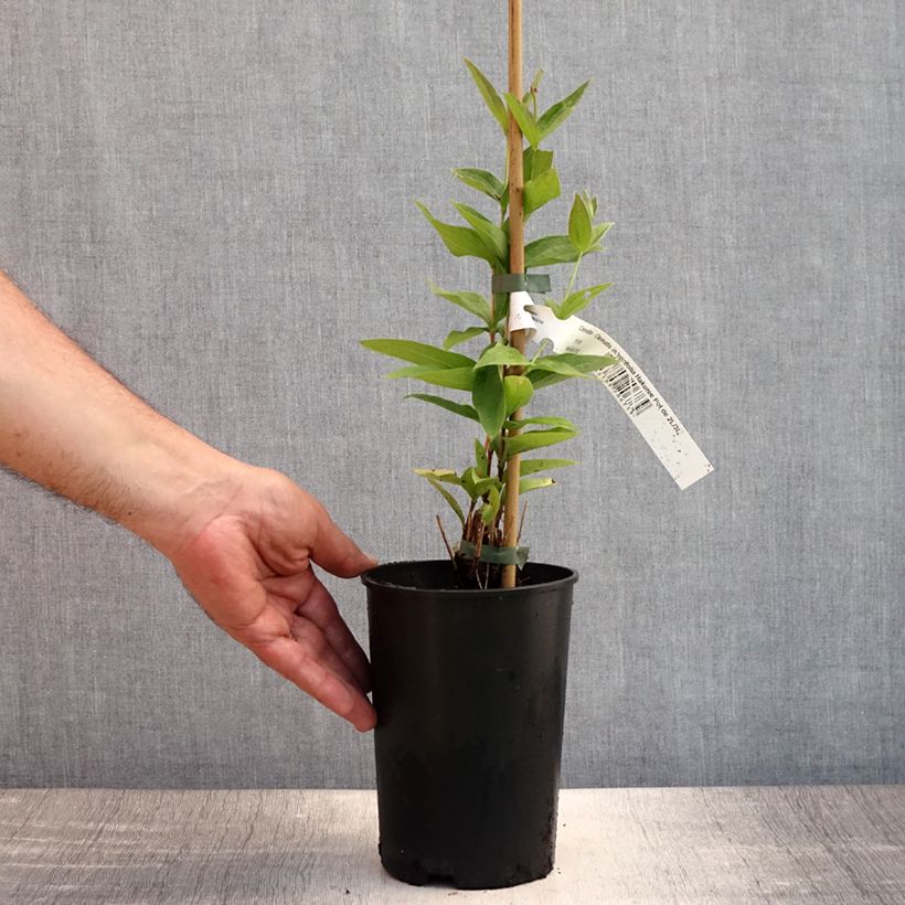 Esemplare di Clematis integrifolia Hakuree - Clematide Vaso da 2L/3L consegnato in estate
