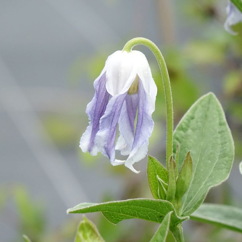 Clematis integrifolia Hakuree - Clematide (Fioritura)