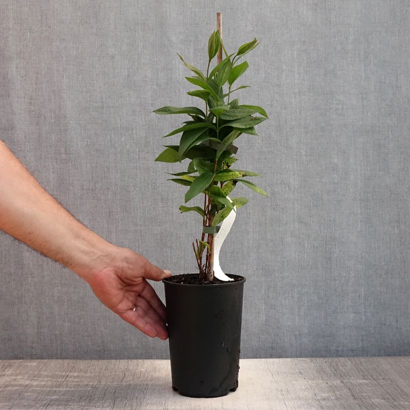 Esemplare di Clematis integrifolia Rosea - Clematide Vaso da 2L/3L consegnato in estate