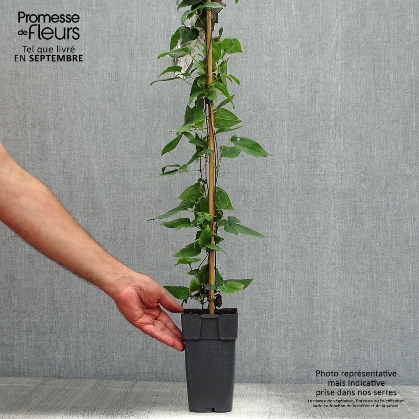 Esemplare di Clematis jackmanii Alba - Clematide Vaso da 2L/3L consegnato in estate