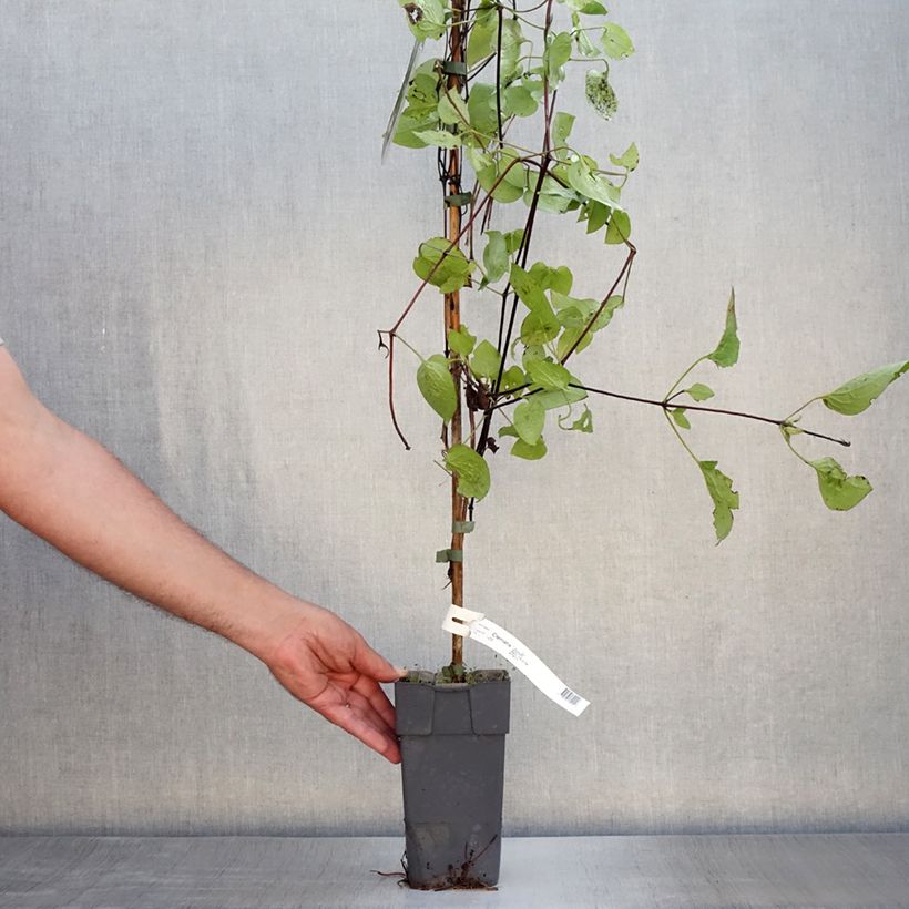 Esemplare di Clematis Juuli - Clematide Vaso da 2L/3L consegnato in estate