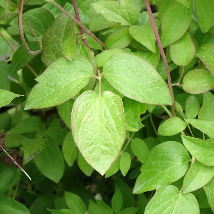 Clematis Kiri Te Kanawa - Clematide (Fogliame)