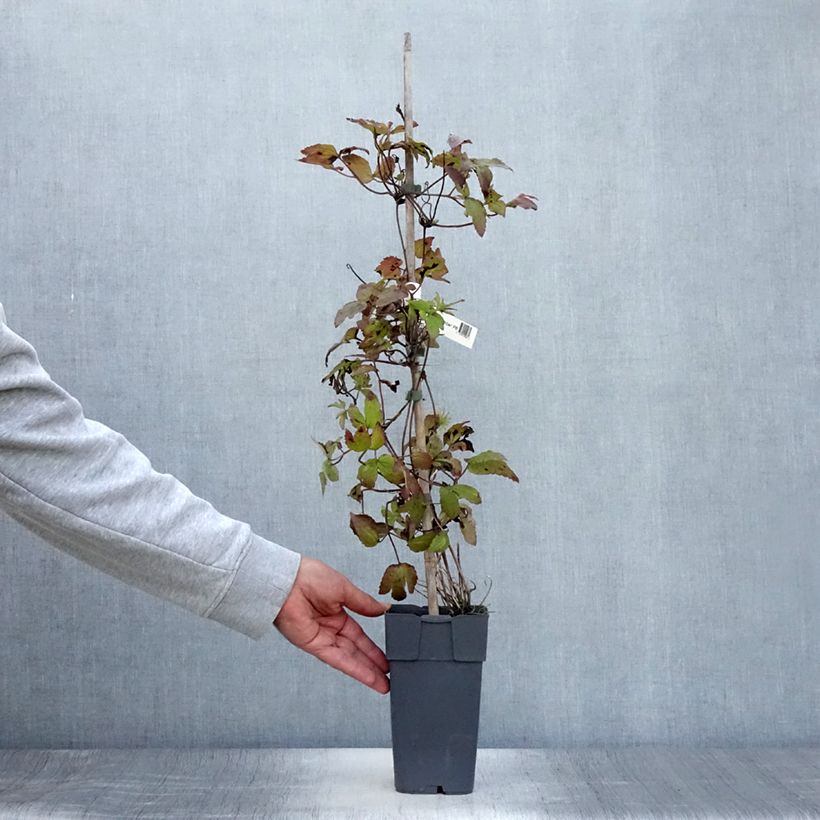 Esemplare di Clematis koreana Amber - Clematide Vaso da 2L/3L consegnato in estate