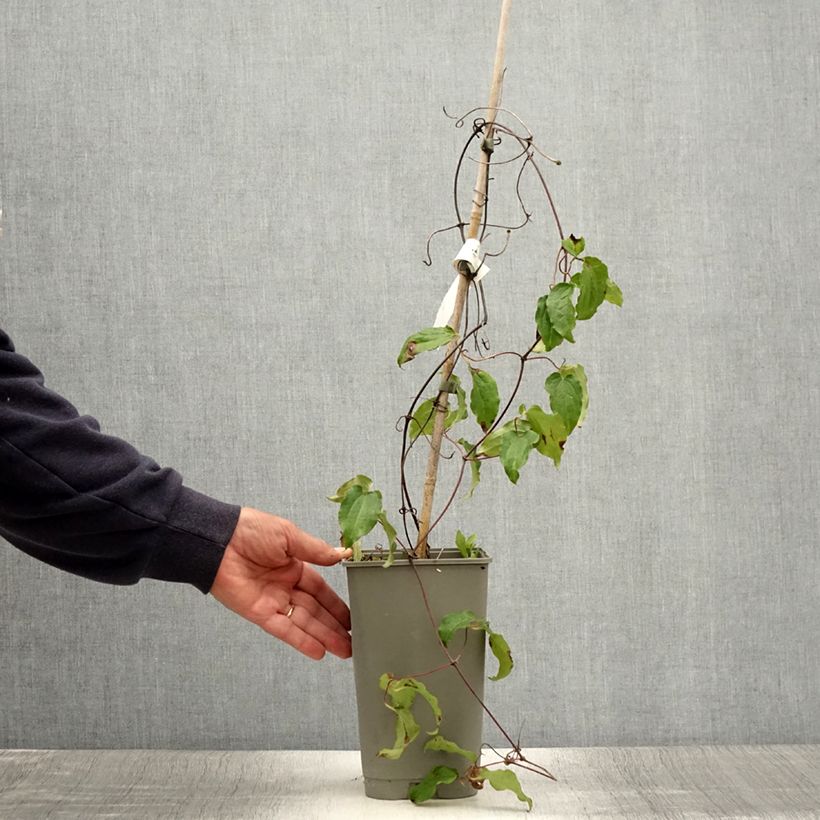 Esemplare di Clematis Lasurstern - Clematide Vaso da 1,5L/2L consegnato in estate