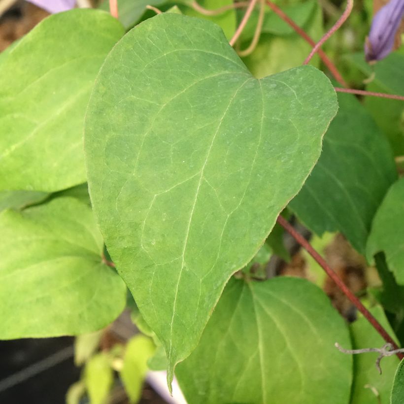Clematis Lawsoniana - Clematide (Fogliame)
