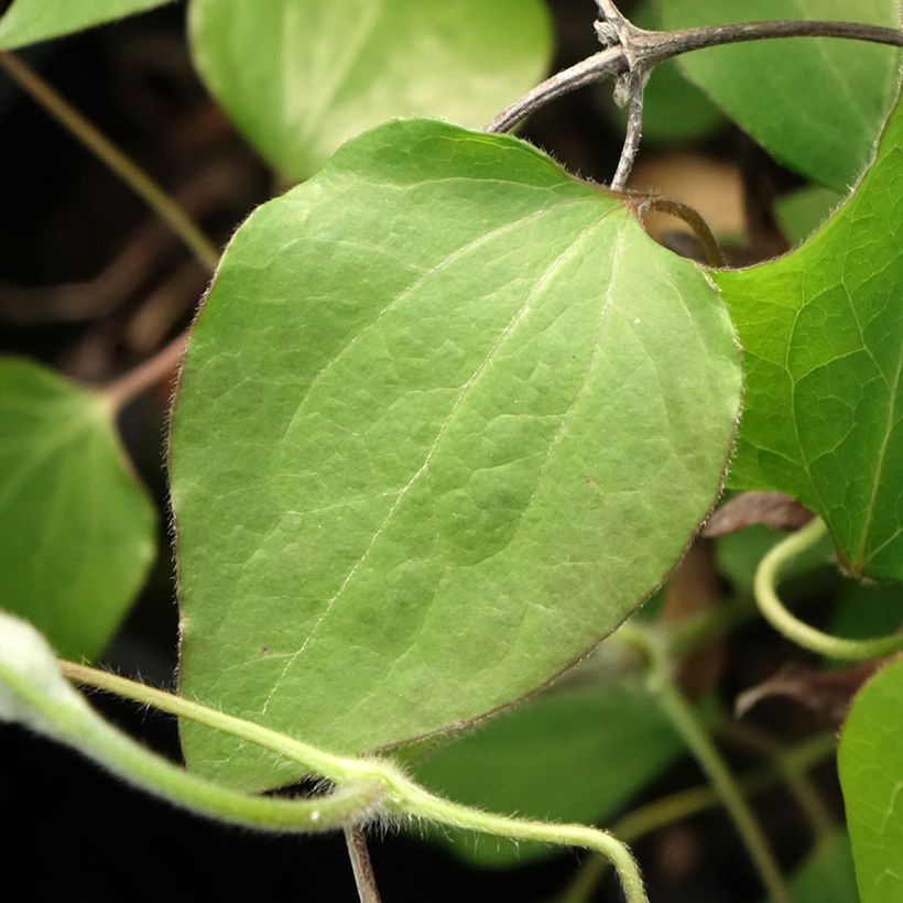Clematis Lawsoniana - Clematide (Fogliame)