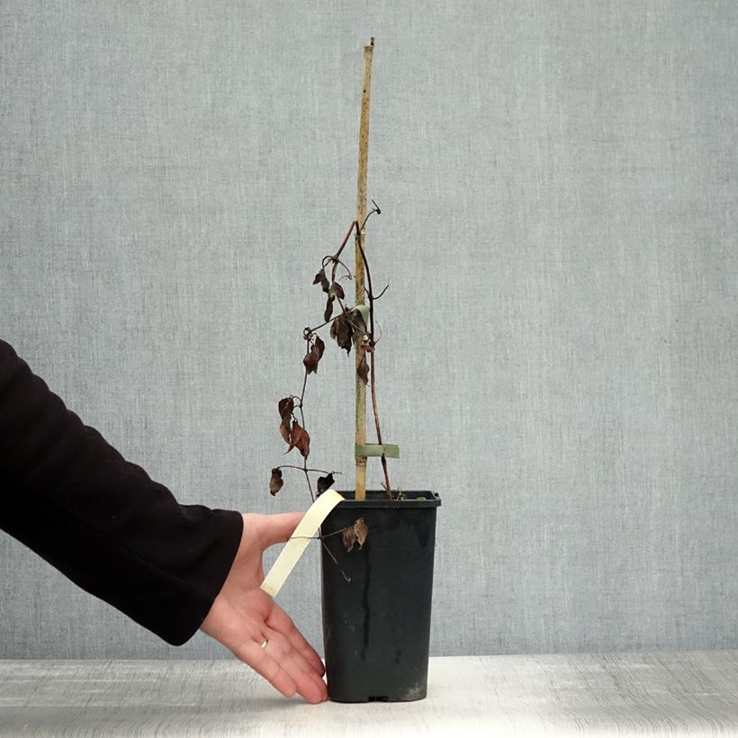 Esemplare di Clematis Marmori - Clematide Vaso da 1,5L/2L come consegnato in autunno