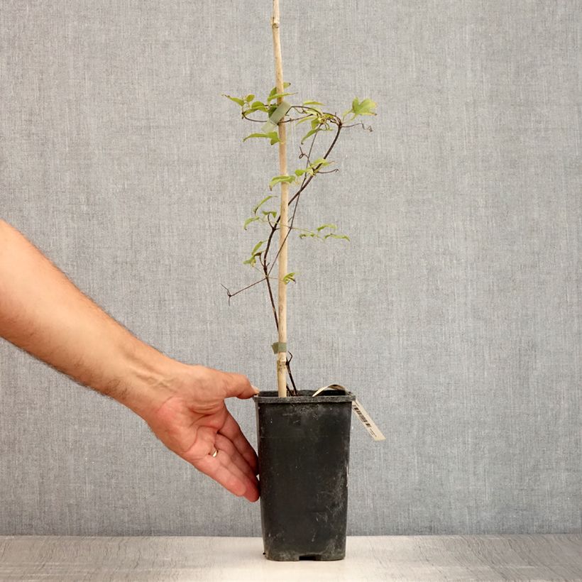 Esemplare di Clematis Marmori - Clematide Vaso da 1,5L/2L consegnato in estate