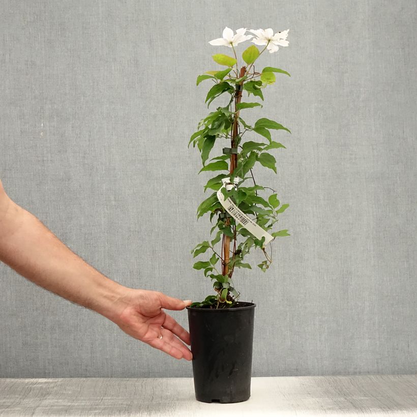 Esemplare di Clematis Miss Bateman - Clematide Vaso da 2L/3L consegnato in estate