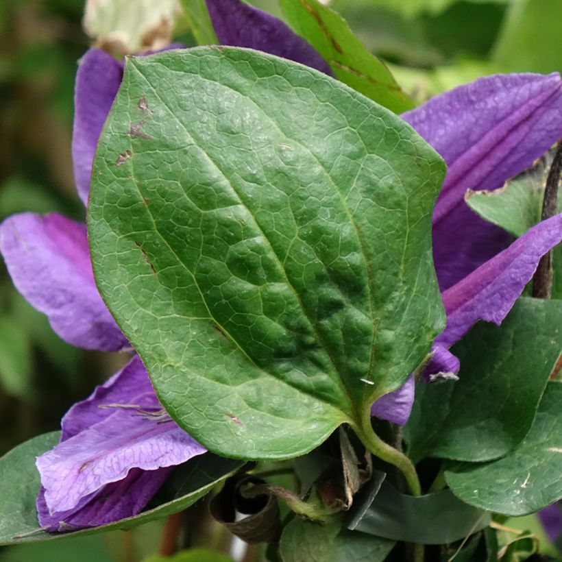 Clematis Mon Amour - Clematide (Fogliame)
