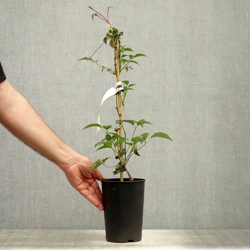 Esemplare di Clematis montana Broughton star - Clematide Vaso da 2L/3L consegnato in estate