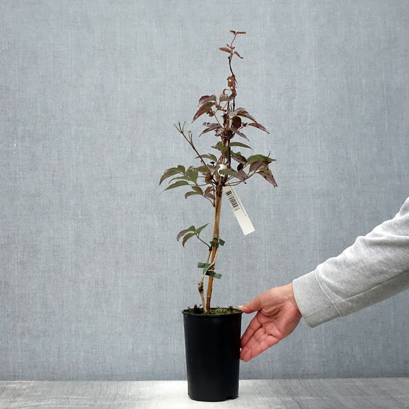 Esemplare di Clematis montana Elizabeth - Clematide Vaso da 2L/3L consegnato in estate