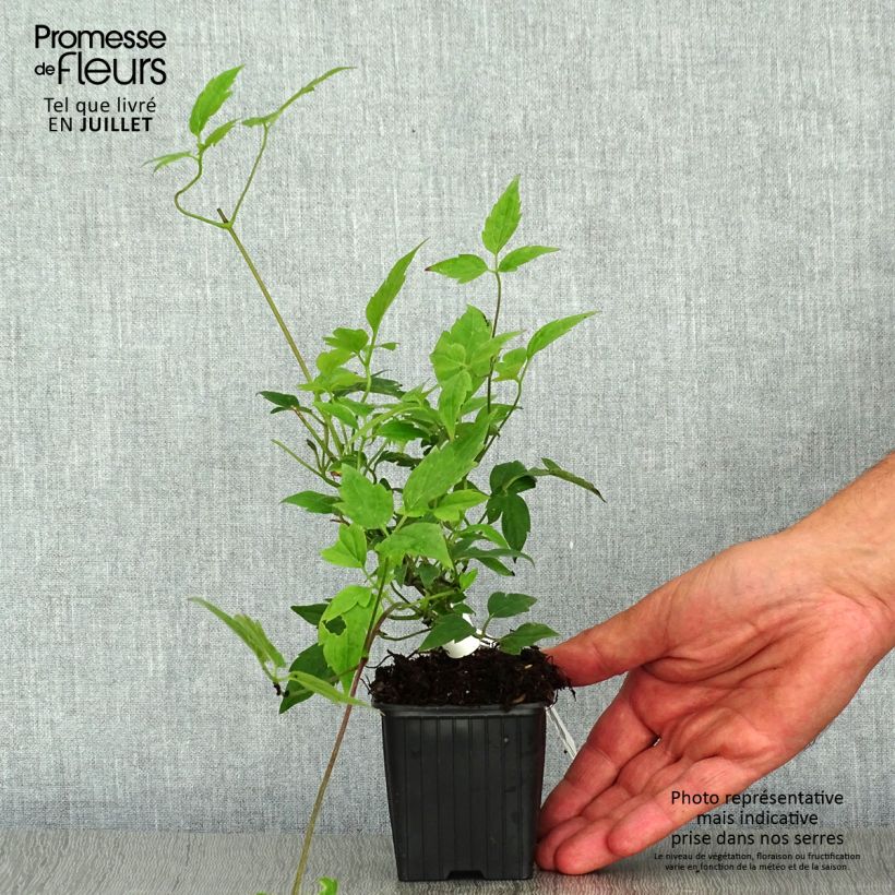 Esemplare di Clematis montana Grandiflora - Clematide Vasetto da 8/9 cm consegnato in estate