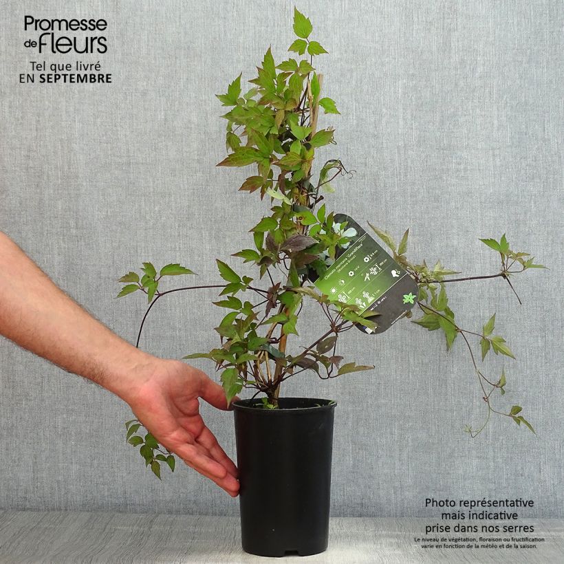 Esemplare di Clematis montana Grandiflora - Clematide Vaso da 1,5L/2L consegnato in estate
