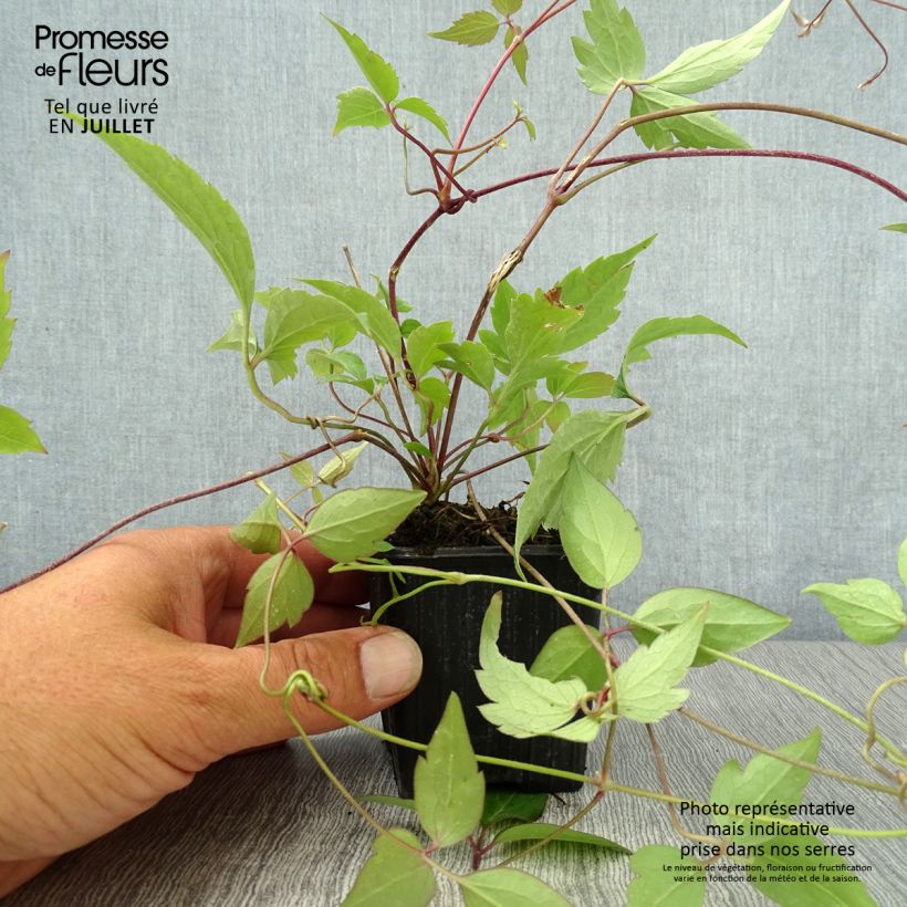 Esemplare di Clematis montana Rubens - Clematide Vasetto da 8/9 cm consegnato in estate