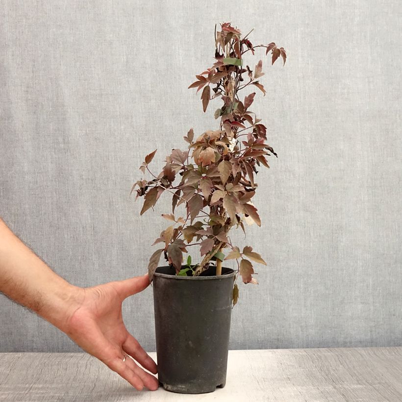 Esemplare di Clematis montana Rubens - Clematide Vaso da 1,5L/2L consegnato in estate
