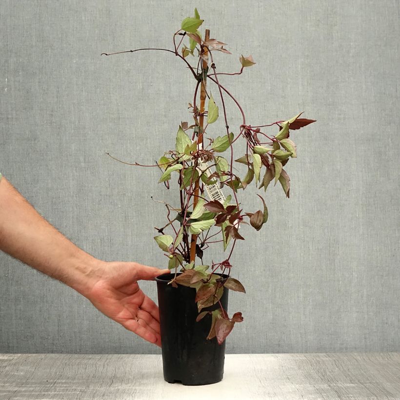 Esemplare di Clematis montana Van Gogh - Clematide Vaso da 2L/3L consegnato in estate