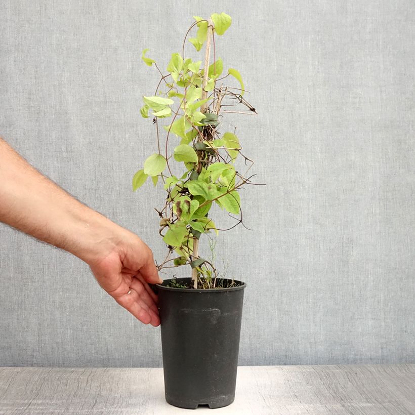 Esemplare di Clematis montana Wilsonii - Clematide Vaso da 2L/3L consegnato in estate