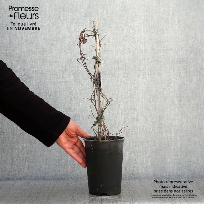 Esemplare di Clematis Mrs Cholmondeley - Clematide Vaso da 1,5L/2L come consegnato in autunno