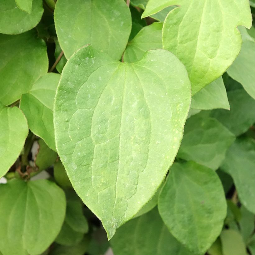 Clematis Mrs Cholmondeley - Clematide (Fogliame)
