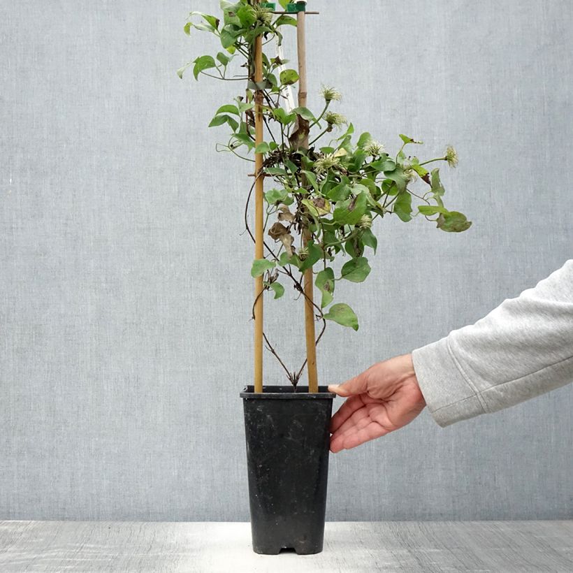 Esemplare di Clematis Mrs N. Thompson - Clematide Vaso da 3L/4L consegnato in estate
