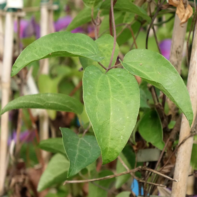 Clematis Mrs N. Thompson - Clematide (Fogliame)