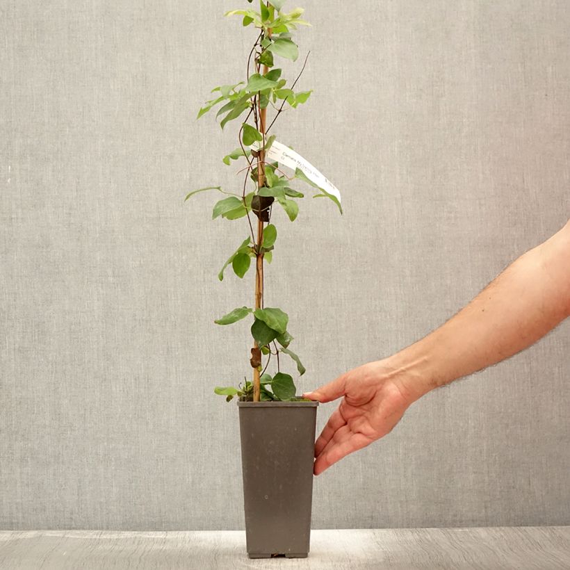 Esemplare di Clematis My Darling - Clematide Vaso da 2L/3L consegnato in estate