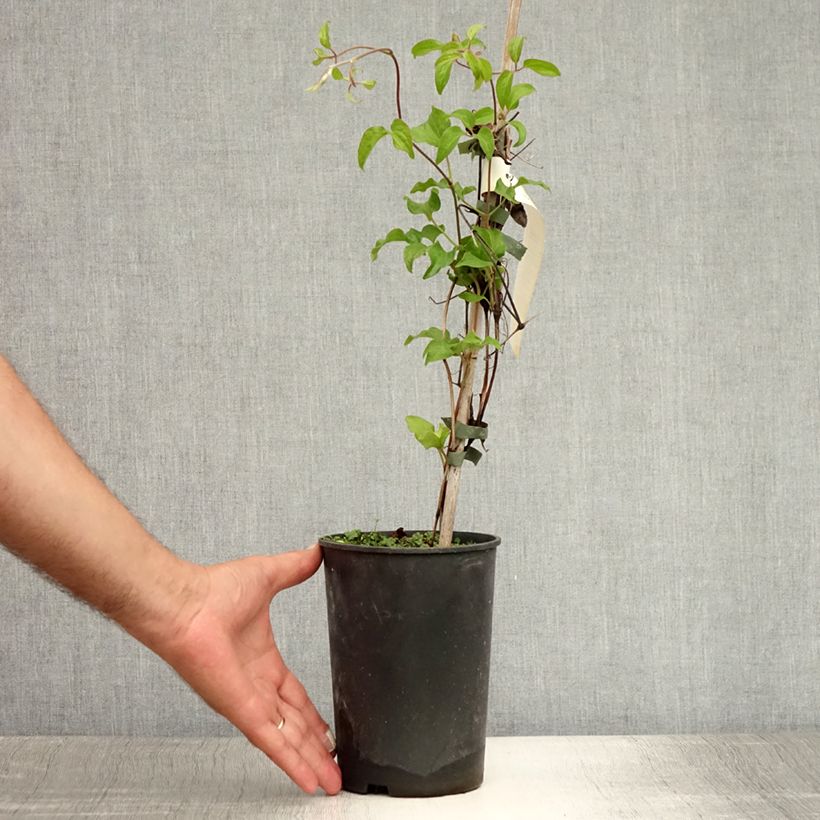 Esemplare di Clematis Myosotis - Clematide Vaso da 2L/3L consegnato in estate