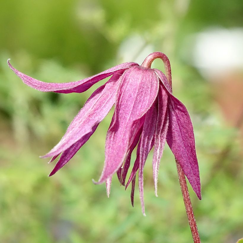 Clematis Octopus - Clematide (Fioritura)