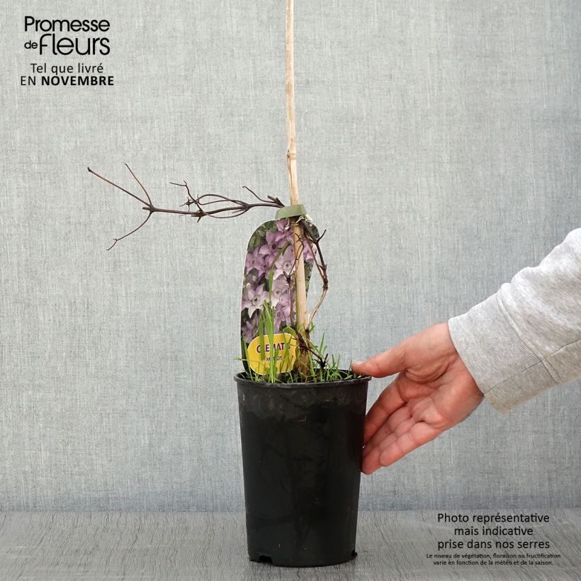 Esemplare di Clematis Mandy - Clematide Vaso da 2L/3L come consegnato in autunno