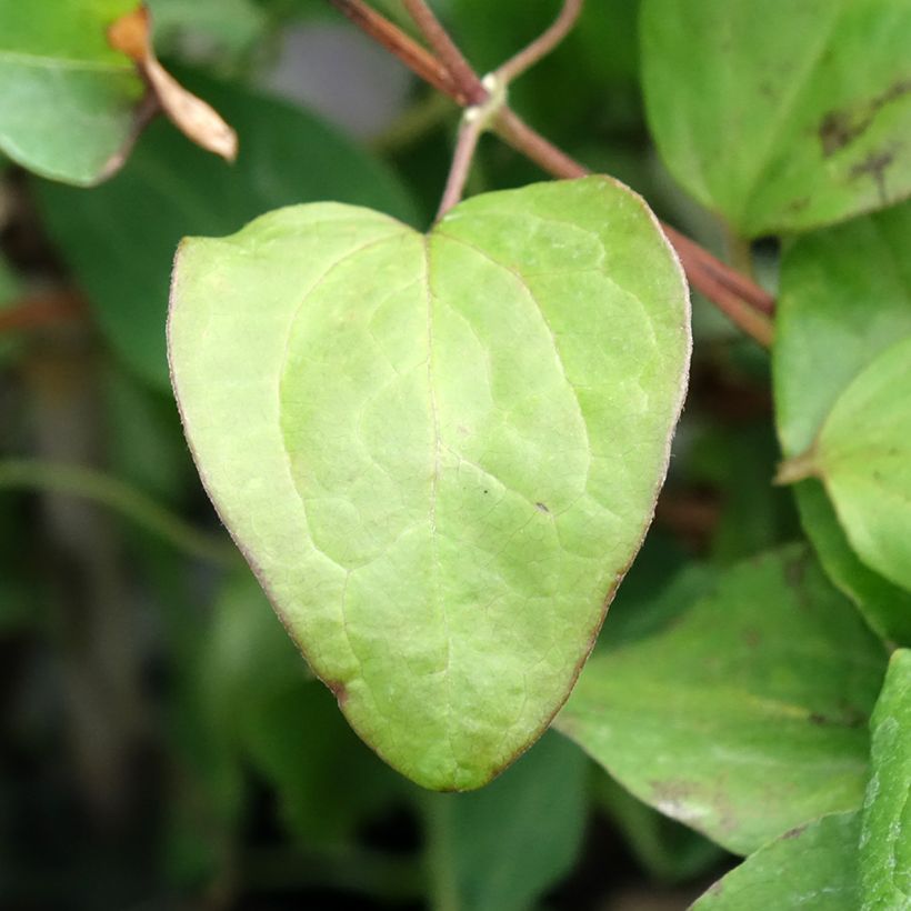 Clematis Mandy - Clematide (Fogliame)