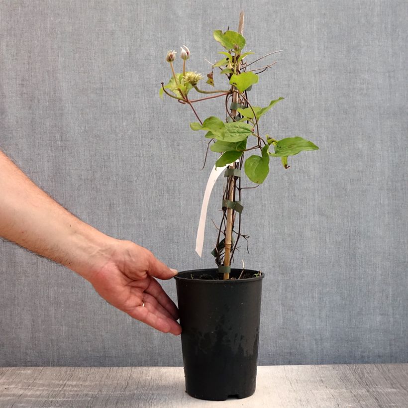 Esemplare di Clematis Spotlight - Clematide Vaso da 2L/3L consegnato in estate