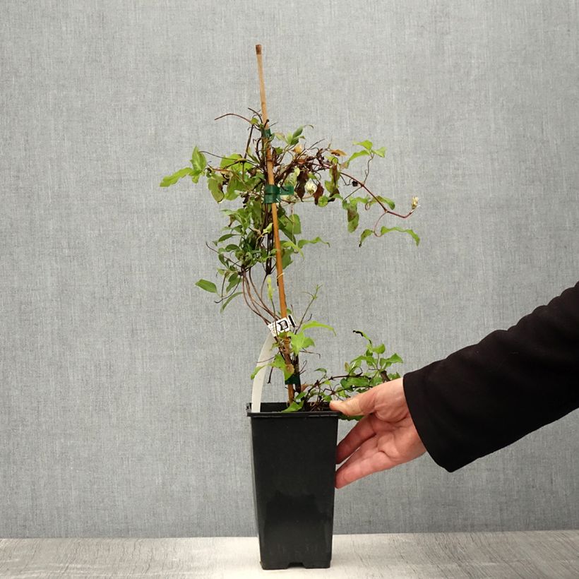 Esemplare di Clematis Picardy - Clematide Vaso da 1,5L/2L consegnato in estate