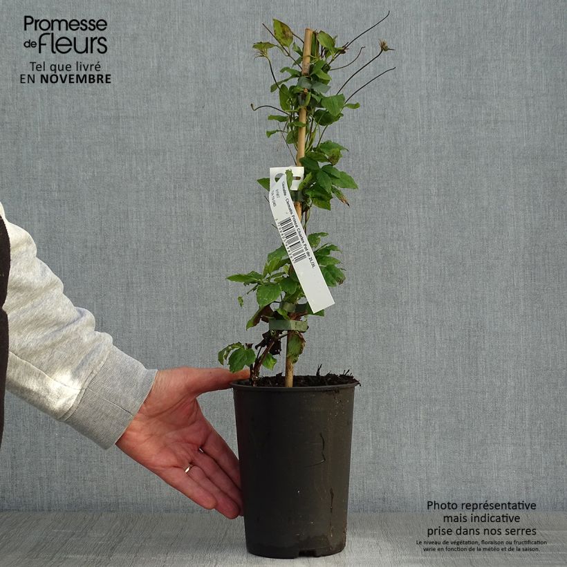 Esemplare di Clematis Prince Charles - Clematide Vaso da 2L/3L come consegnato in autunno