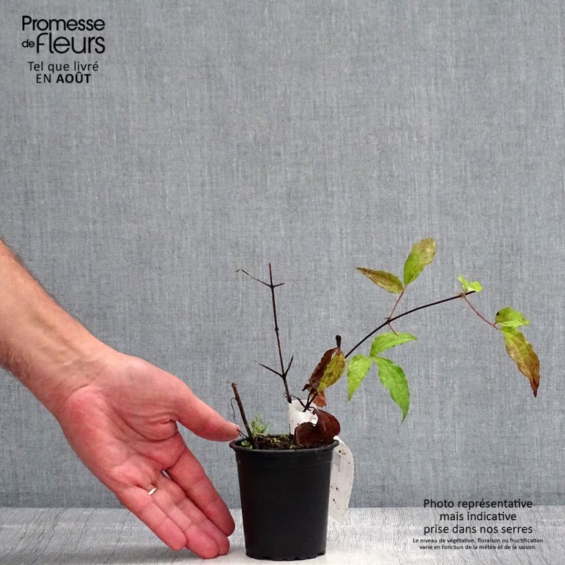 Esemplare di Clematis Proteus - Clematide Vasetto da 8/9 cm consegnato in estate
