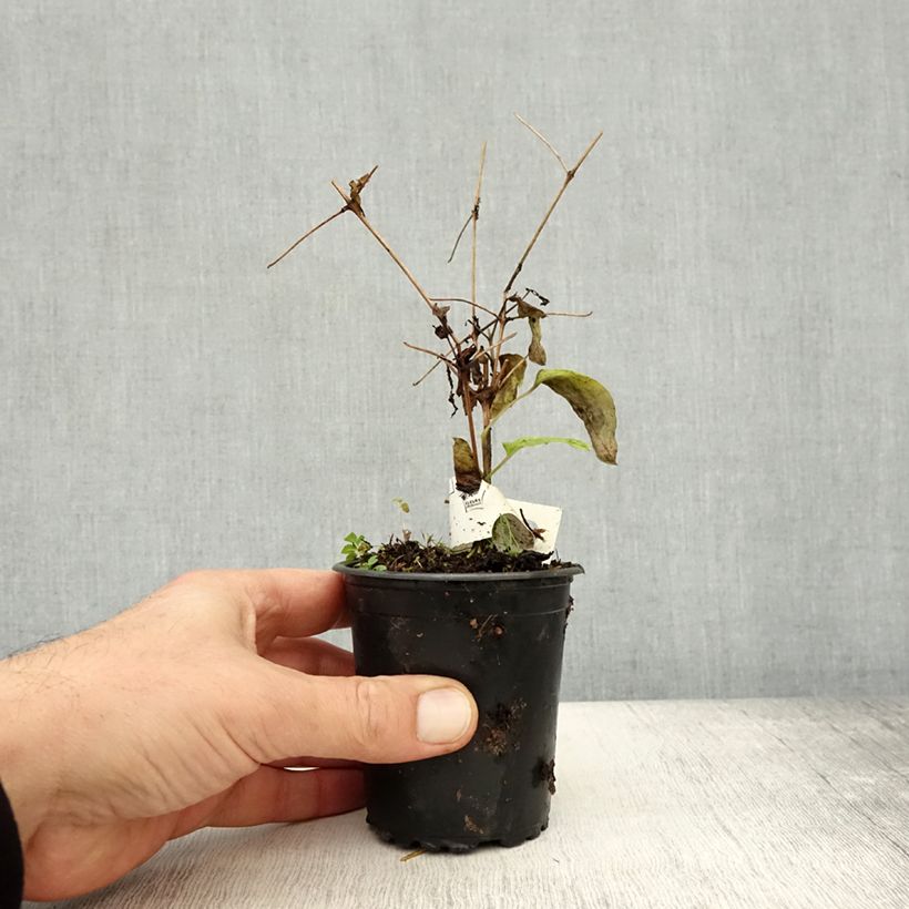 Esemplare di Clematis Rasputin - Clematide Vasetto da 8/9 cm come consegnato in autunno