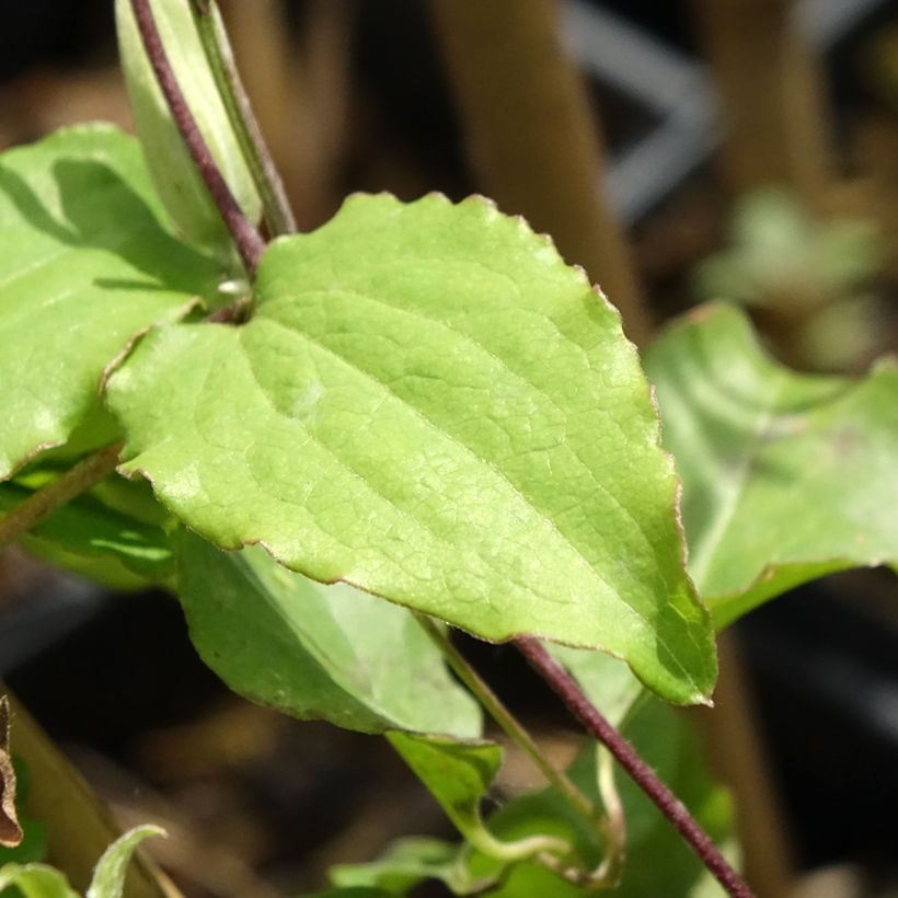 Clematis Rebecca - Clematide (Fogliame)