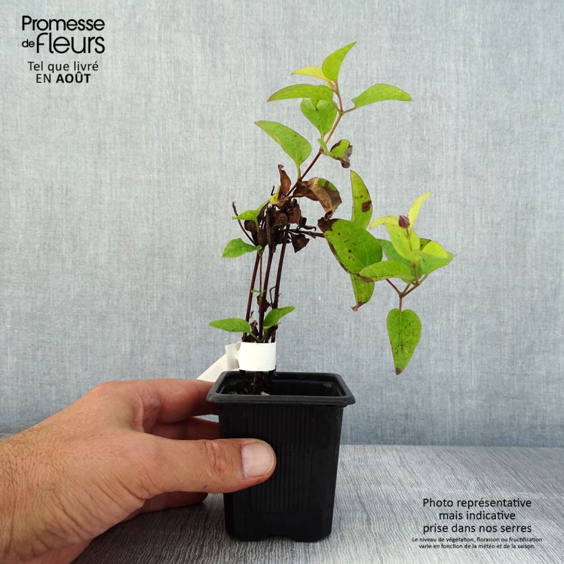 Esemplare di Clematis Saphyra Estrella - Clematide Vasetto da 8/9 cm consegnato in estate