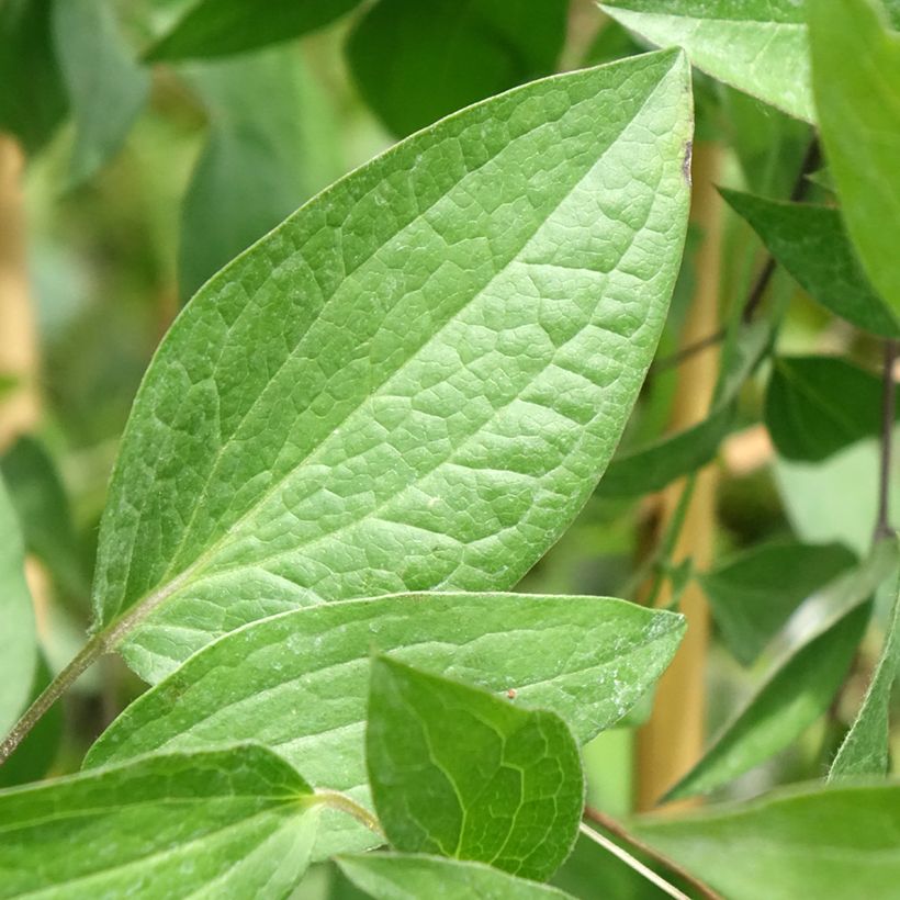 Clematis Saphyra - Clematide (Fogliame)
