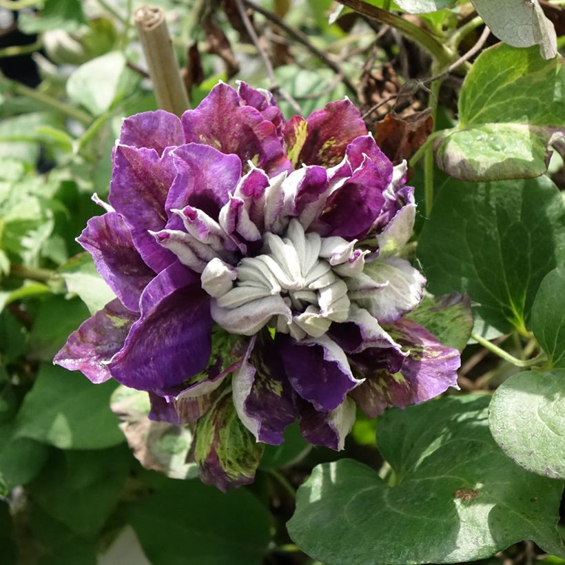 Clematis Shin-Shigyoku - Clematide (Fioritura)