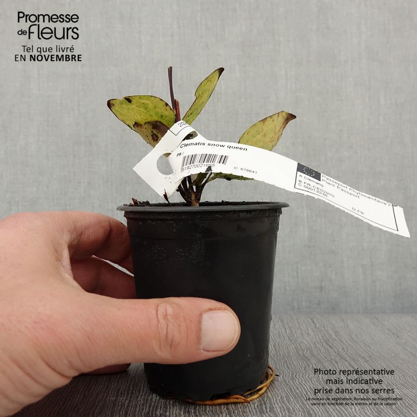 Esemplare di Clematis Snow Queen - Clematide Vasetto da 8/9 cm come consegnato in autunno