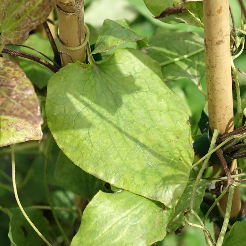 Clematis Solidarnosc - Clematide (Fogliame)